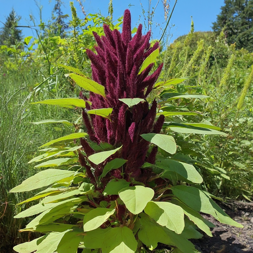 Unveiling the Secrets of Amaranth: A Gardener’s Guide to Growing This Versatile Crop (Even for Beginners)