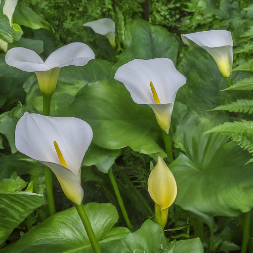 Unveiling the Allure of Arums: A Step-by-Step Guide to Cultivating Elegance in Your Garden