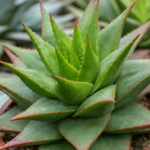 Unveiling the Wonder: A Step-by-Step Guide to Growing a Thriving Socotrine Aloe