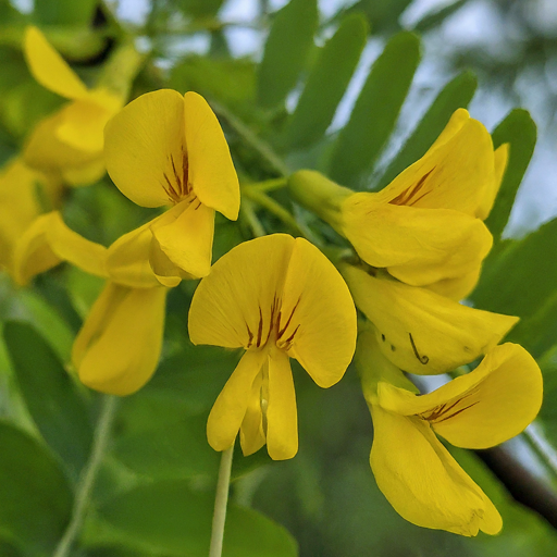 How to Grow a Thriving Acacia Tree: A Gardener’s Guide (In 5 Effortless Steps)