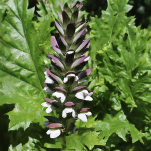 Acanthus