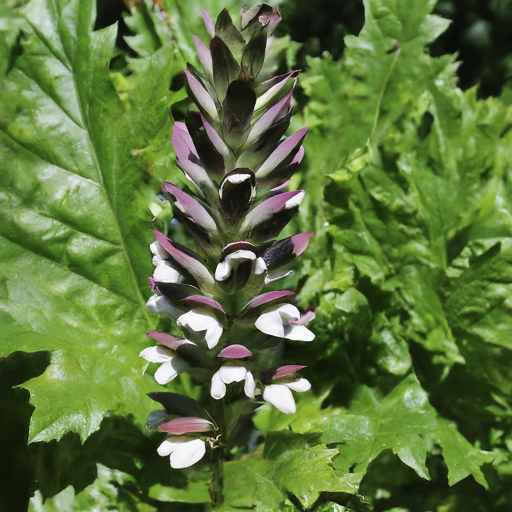 Acorn to Acanthus: A Guide to Growing Stunning Bear’s Breeches in Your Garden