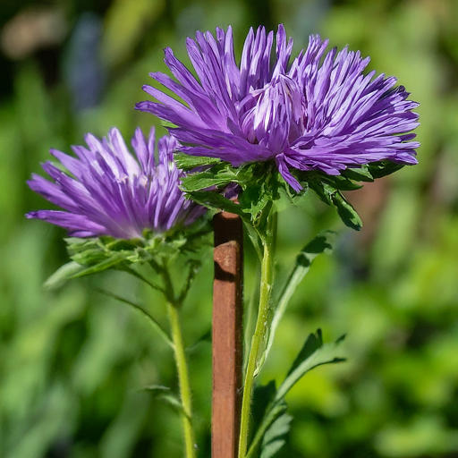 Dazzling China Asters: A Gardener’s Guide to Vibrant Blooms