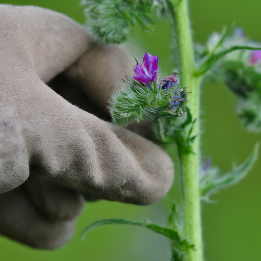 Bringing Beauty to Your Garden: A Comprehensive Guide to Growing Bugloss Flowers