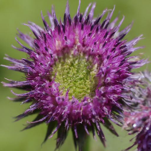 Bringing Beauty and Benefits to Your Garden: A Guide to Growing Burdock Flowers