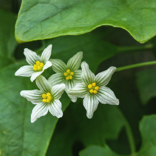 Unveiling the Enchanting Bryony: A Guide to Growing This Climbing Wonder in Your Garden