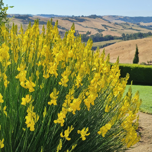 Unveil the Golden Cascade: A Step-by-Step Guide to Growing Broom-Spanish Flowers