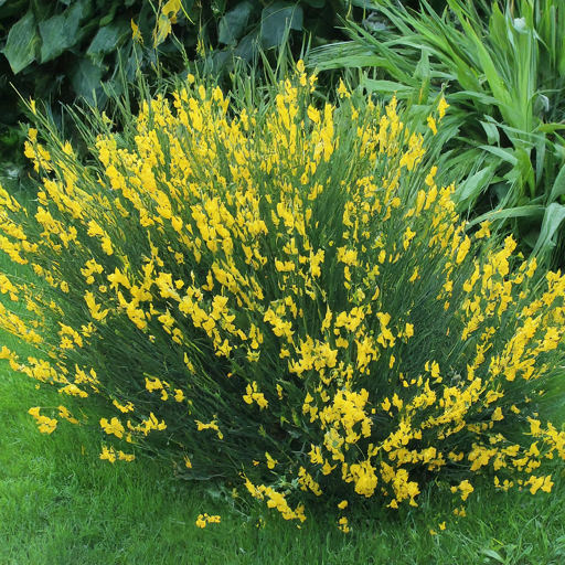 Bringing Sunshine and Security: A Guide to Growing Prickly Broom Flowers