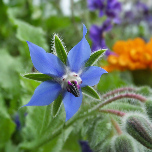 Borage: A Gardener’s Delight (Easy Steps to Blooming Beauty)