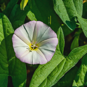 Bindweed field