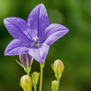 Bellflower pyramidal