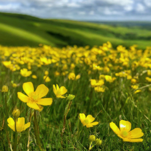 Crowfoot meadow