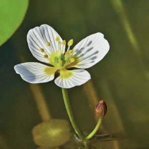 Crowfood marsh