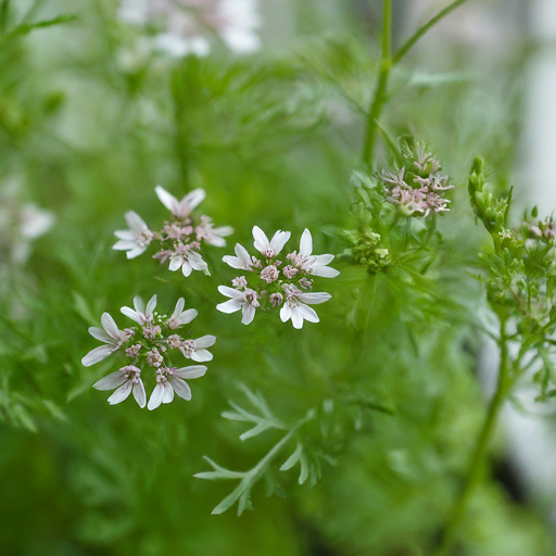 Unveiling the Delicate Beauty: A Guide to Growing Coriander Flowers