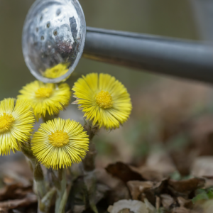 Coltsfoot