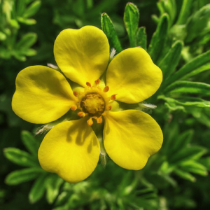 Cinquefoil