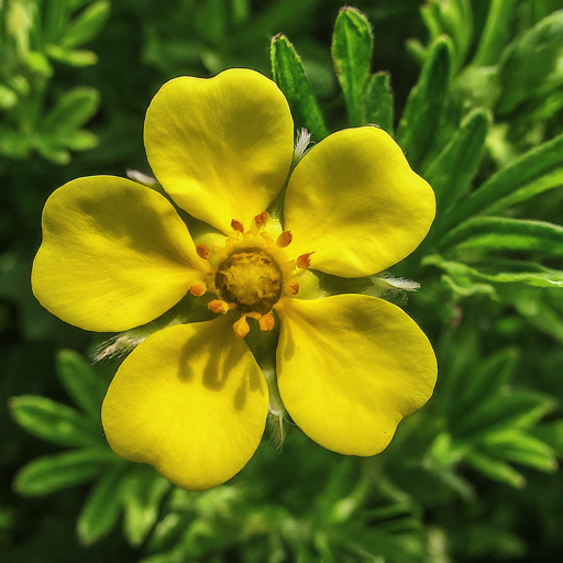 Bringing Sunshine to Your Garden: A Guide to Growing Vibrant Cinquefoil Flowers