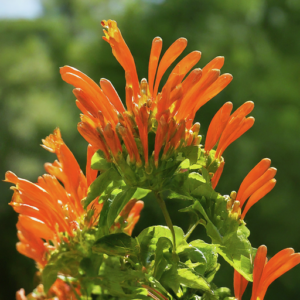 Celsia-great flowered