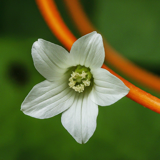 The Bewitching Parasite: A Gardener’s Guide to Dodder (But Maybe You Shouldn’t Grow It)