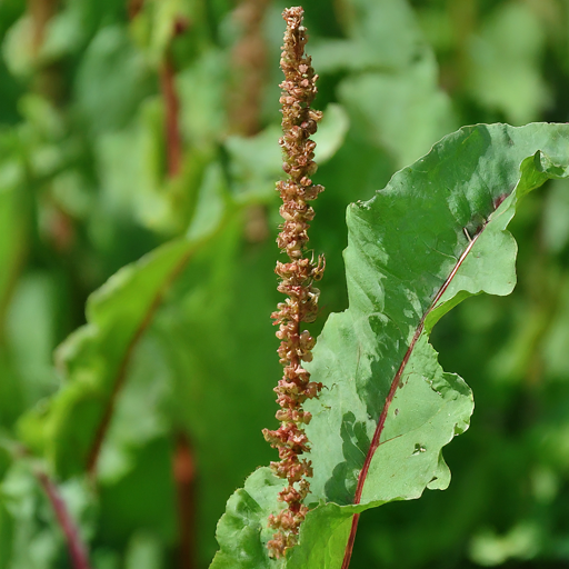 Conquering Curly Dock: A Gardener’s Guide to Eradicating this Persistent Weed