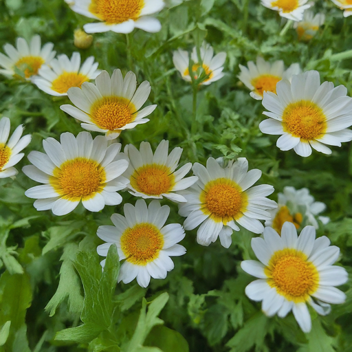 Bringing a Touch of Wild Beauty: A Guide to Growing Wild Daisies in Your Garden