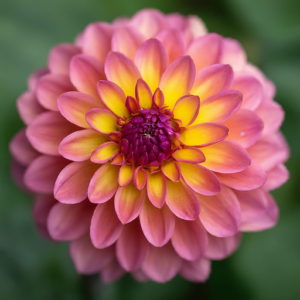 Dahlia