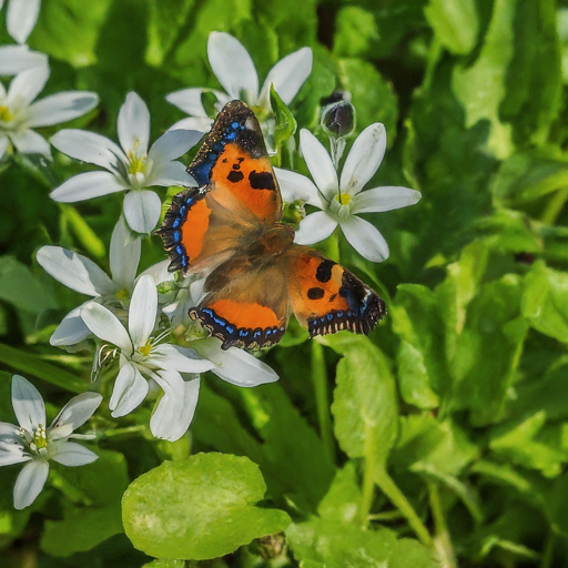 Unveiling the Hidden Beauty: A Comprehensive Guide to Growing Goosefoot Flowers 