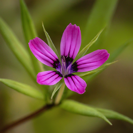 Unveiling the Beauty of Mahon’s Gilliflowers: A Gardener’s Guide to Year-Round Blooms