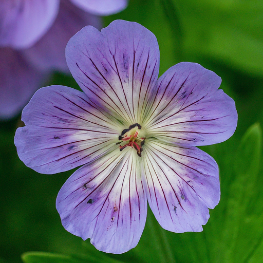 Unveiling the Beauty of Cloudy Geraniums: A Step-by-Step Guide for Gardeners