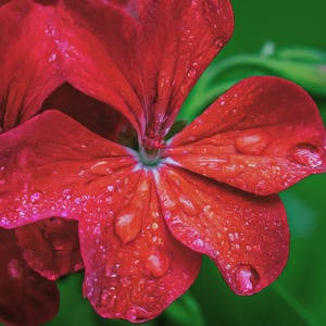 Geranium scarlet