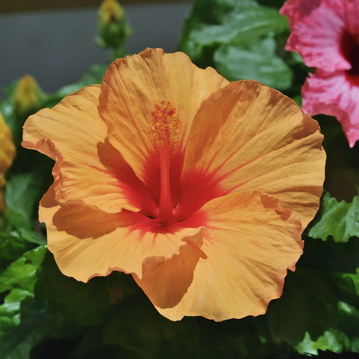 Blooming Paradise: A Step-by-Step Guide to Growing Stunning Hibiscus Flowers