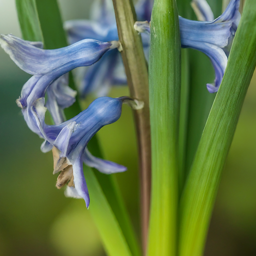 Hyacinths: A Fragrant Journey from Bulb to Bloom