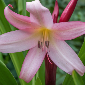 Hybrid crinum