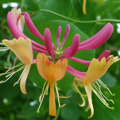 Honeysuckle Haven: A Fragrant Guide to Growing Beautiful Blooms