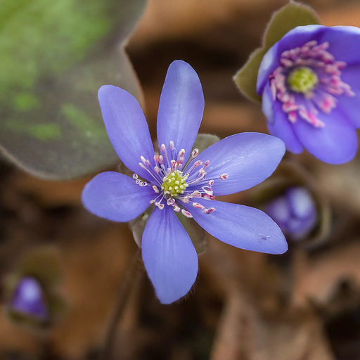 Bringing Early Color to Your Garden: A Guide to Growing Beautiful Hepatica Flowers