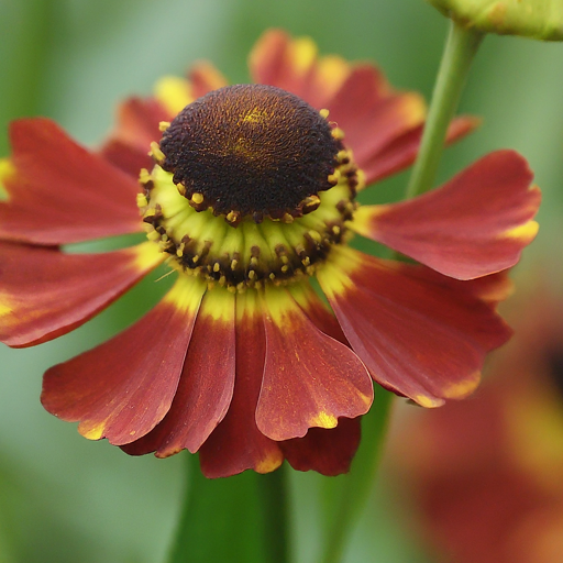 Bringing Sunshine to Your Garden: A Guide to Growing Vibrant Helenium (Smooth)