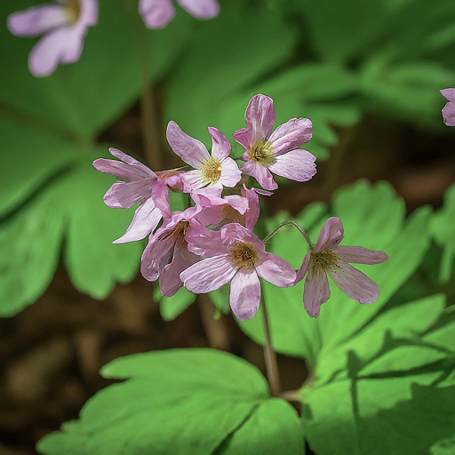 Unveiling the Beauty of Hollowroot: A Step-by-Step Guide to Cultivating These Enchanting Flowers