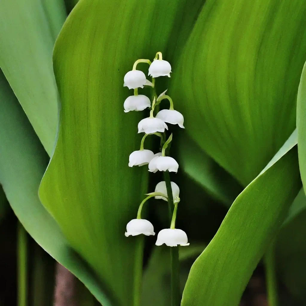 Lily of the valley