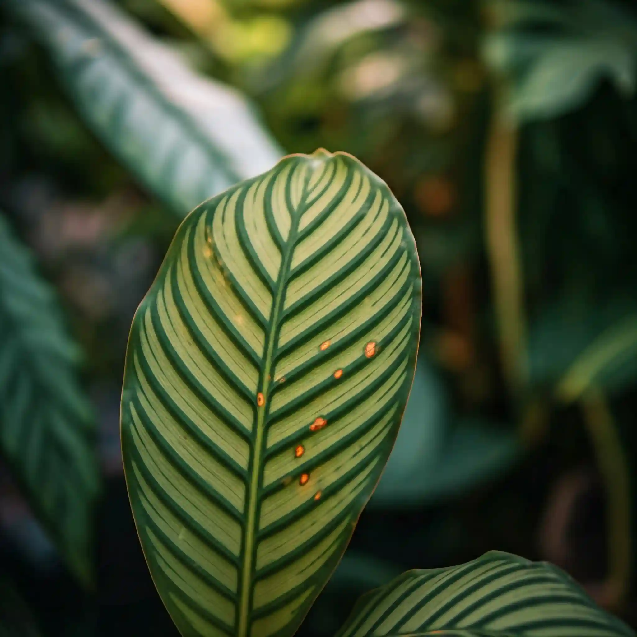7 Proven Ways: Conquer Botrytis Leaf Spot on Your Zebra Plant 7 Proven Ways: Conquer Botrytis Leaf Spot on Your Zebra Plant