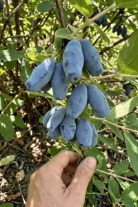 honeyberry