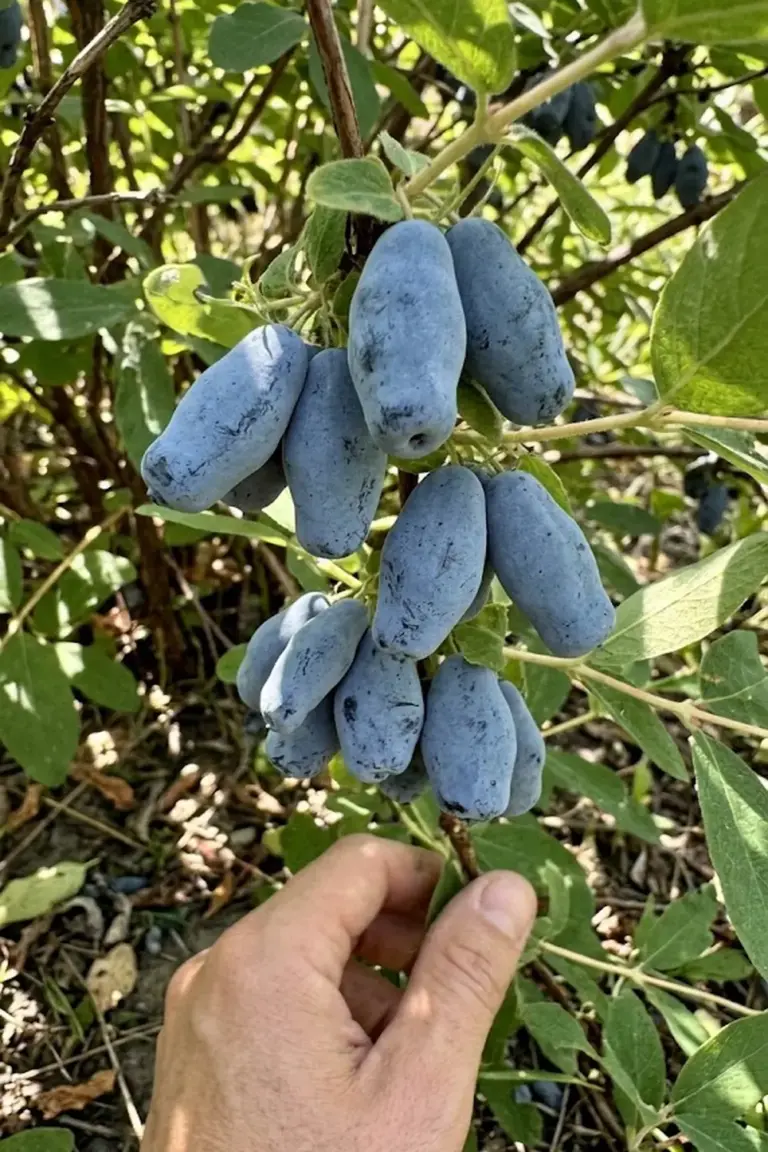 12 Easy Secrets to Grow Honeyberry Fruit for an Early Harvest
