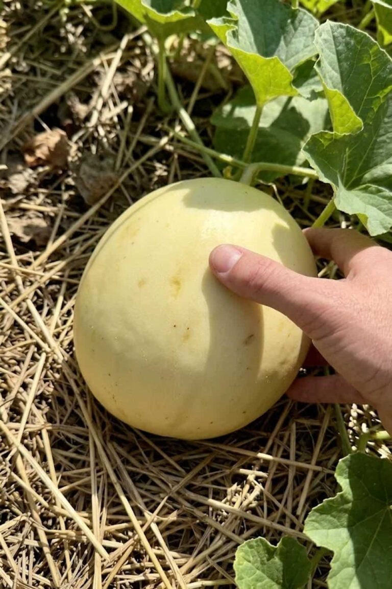 How to Grow Honeydew Fruit: 17 Proven Secrets for a Sugary Harvest How to Grow Honeydew Fruit: 17 Proven Secrets for a Sugary Harvest