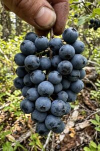huckleberries