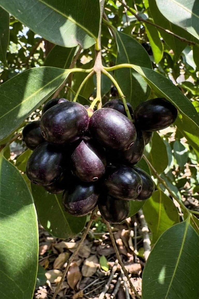 15 Pro Secrets to Grow Jambul Fruit: Unlock Your Backyard Bounty