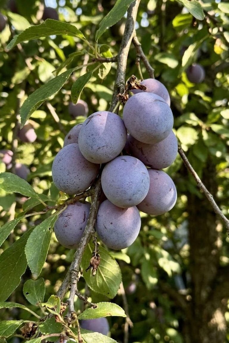 How to Grow Japanese Plum Fruit: 7 Easy Steps for Big Harvests