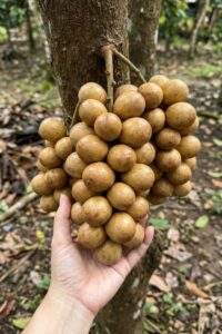 Lanzones