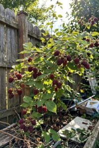 Loganberry