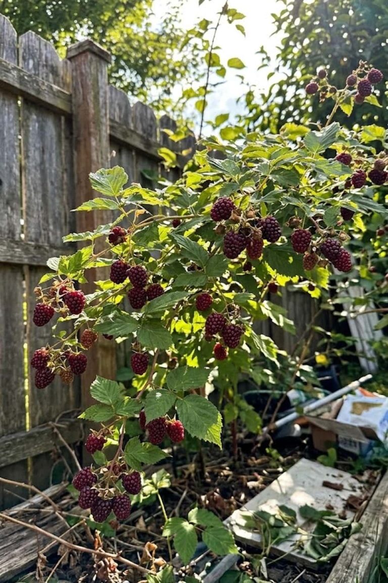 How to Grow Loganberry Fruit: Easy Step-by-Step Guide