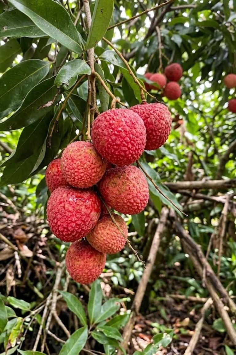 How to Grow Lychee Fruit: 15 Tips for a Big Harvest