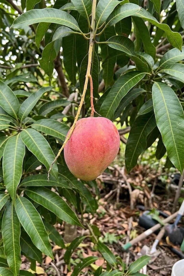 How to Grow Mango Fruit: Easy Steps for Beginners How to Grow Mango Fruit: Easy Steps for Beginners